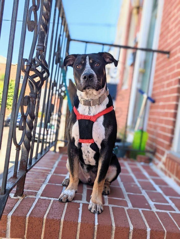 Enlarge Axel, a Adoptable mixed breed in Millersville, MD image 4/10