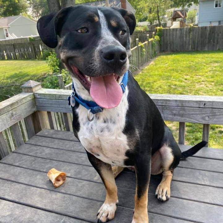 Enlarge Axel, a Adoptable mixed breed in Millersville, MD image 5/10