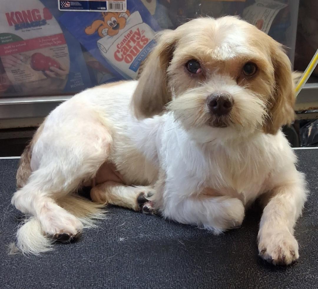 26-099, Adoptable, Adult Female Lhasa Apso & Shih Tzu.