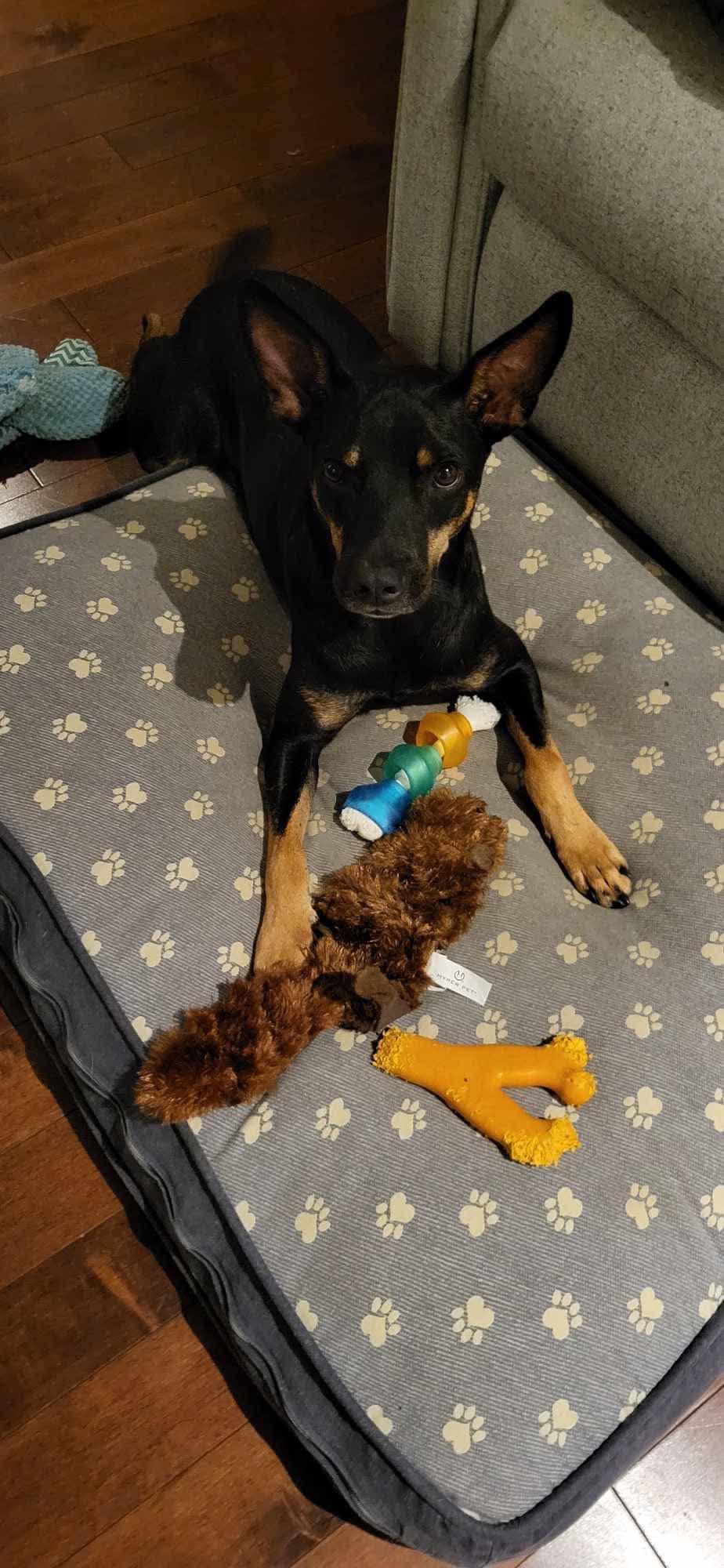 Arc, Adopted, Adult Male Mixed Breed.