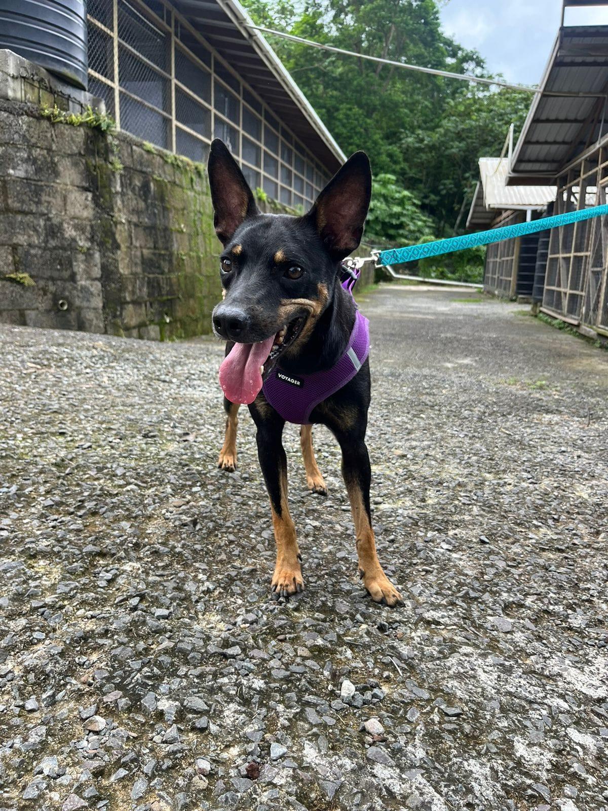 Enlarge Arc, a Adopted mixed breed in St Catharines, ON image 2/4