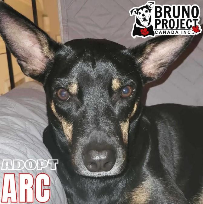 Enlarge Arc, a Adopted mixed breed in St Catharines, ON image 4/4