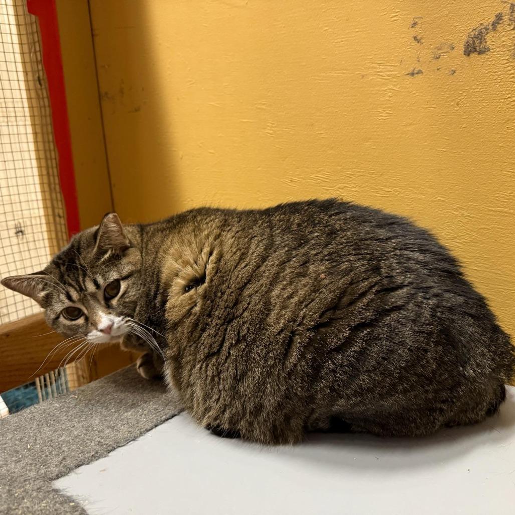 Enlarge Greta (shop or barn kitty), a Adoptable Domestic Short Hair in Tulsa, OK image 1/5
