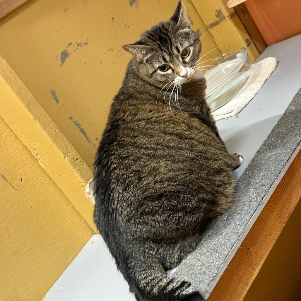 Enlarge Greta (shop or barn kitty), a Adoptable Domestic Short Hair in Tulsa, OK image 2/5