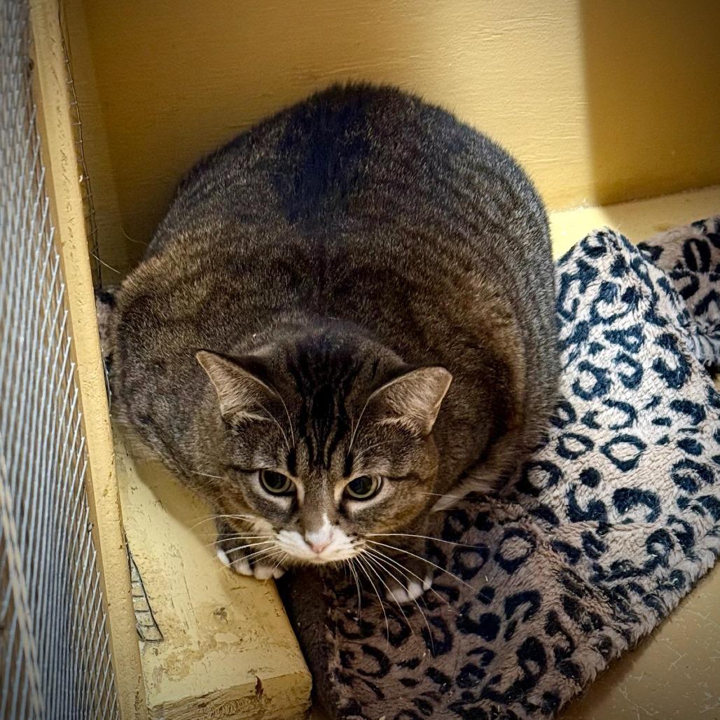 Enlarge Greta (shop or barn kitty), a Adoptable Domestic Short Hair in Tulsa, OK image 3/5