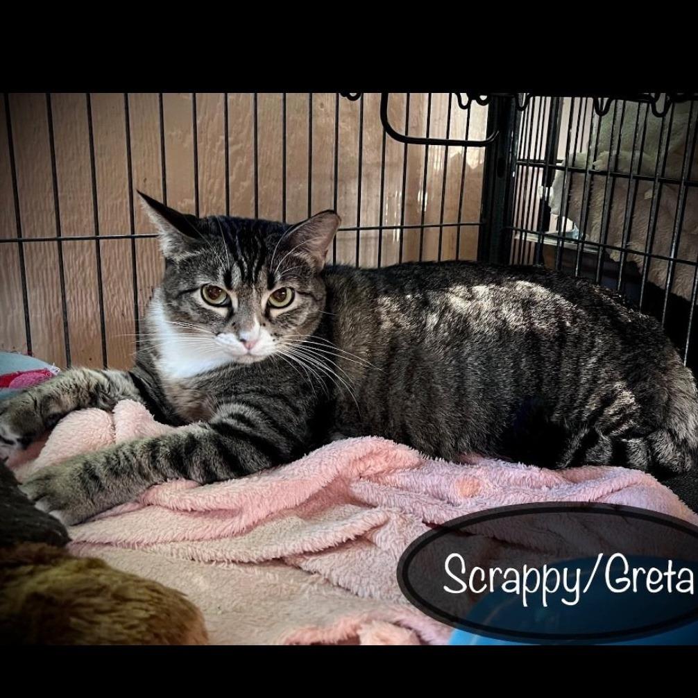 Enlarge Greta (shop or barn kitty), a Adoptable Domestic Short Hair in Tulsa, OK image 4/5