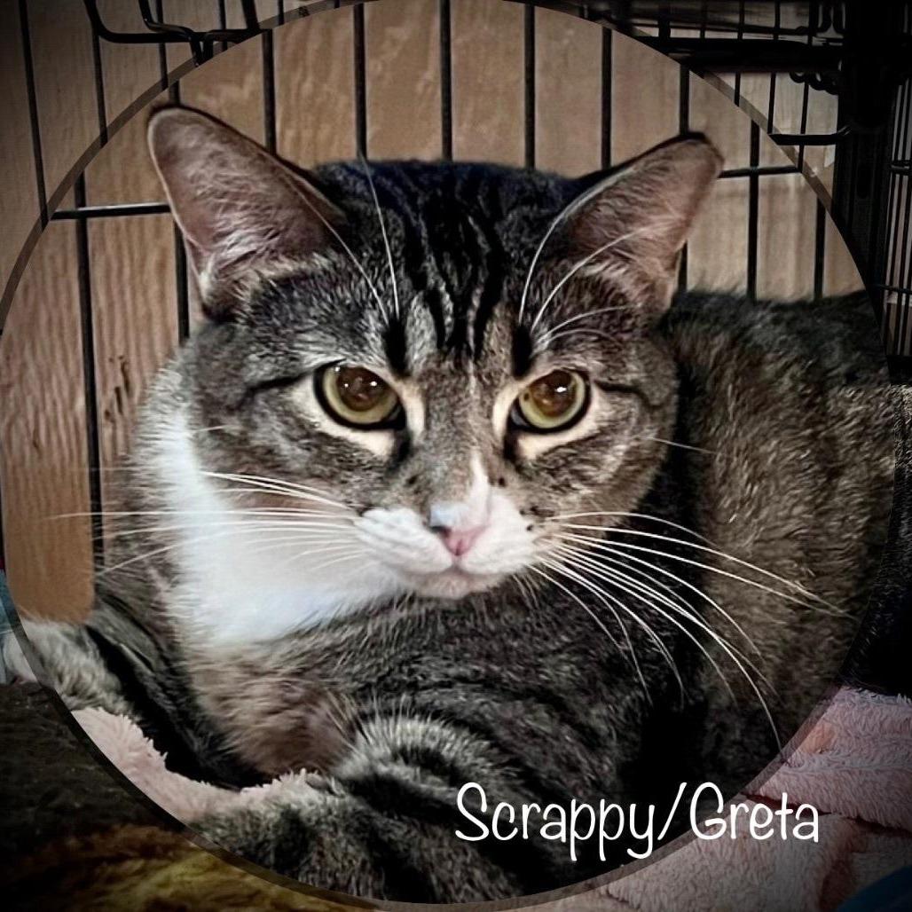 Enlarge Greta (shop or barn kitty), a Adoptable Domestic Short Hair in Tulsa, OK image 5/5