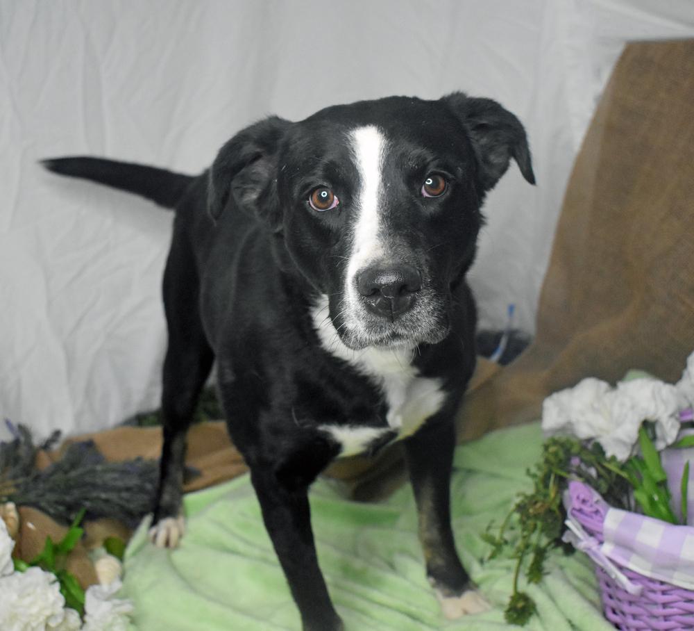 Enlarge Moonpie, a Adoptable mixed breed in Monroe, LA image 2/2