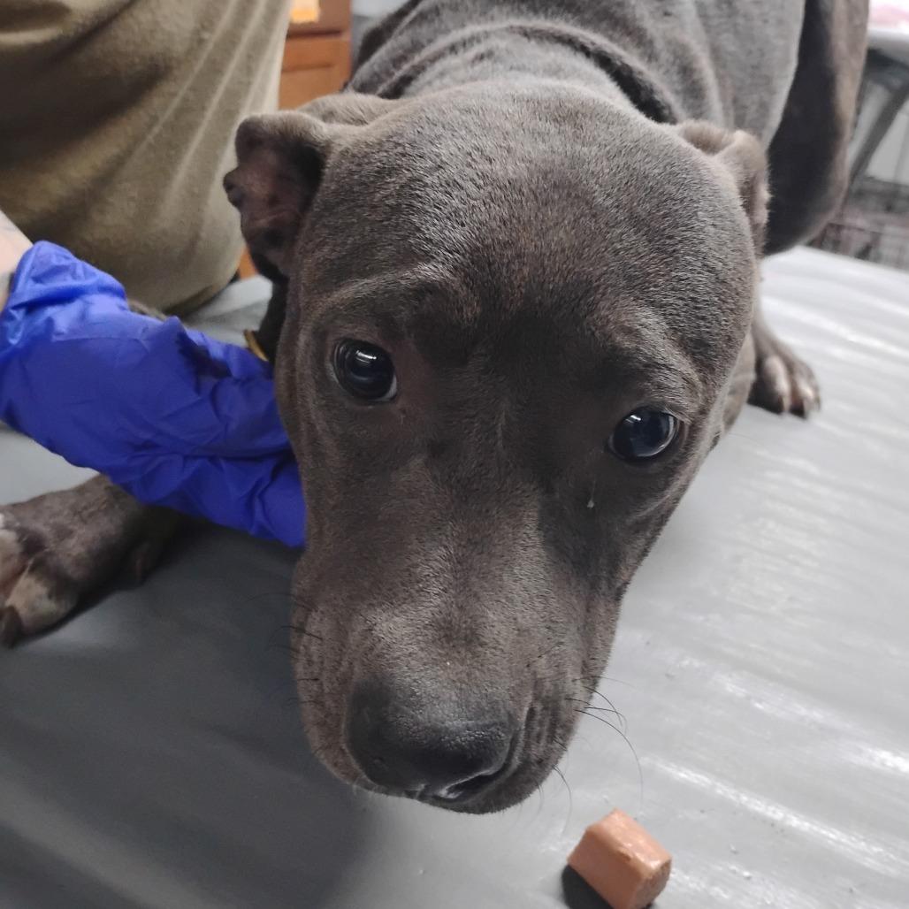 Enlarge Jenna @ Foster, a Adoptable Mixed Breed in Summerville, SC image 1/1