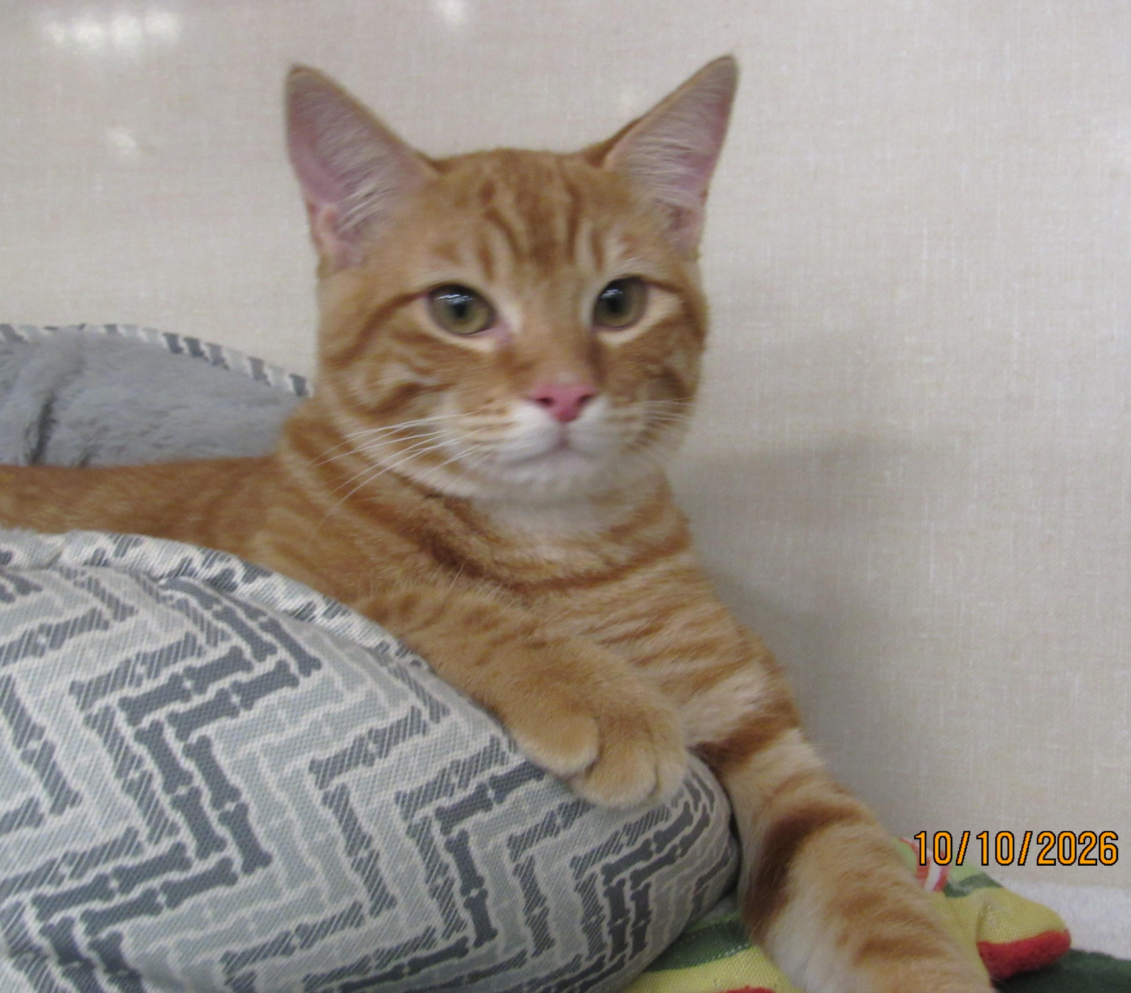 Enlarge Mheetu, a Adoptable mixed breed in Conroe, TX image 1/3