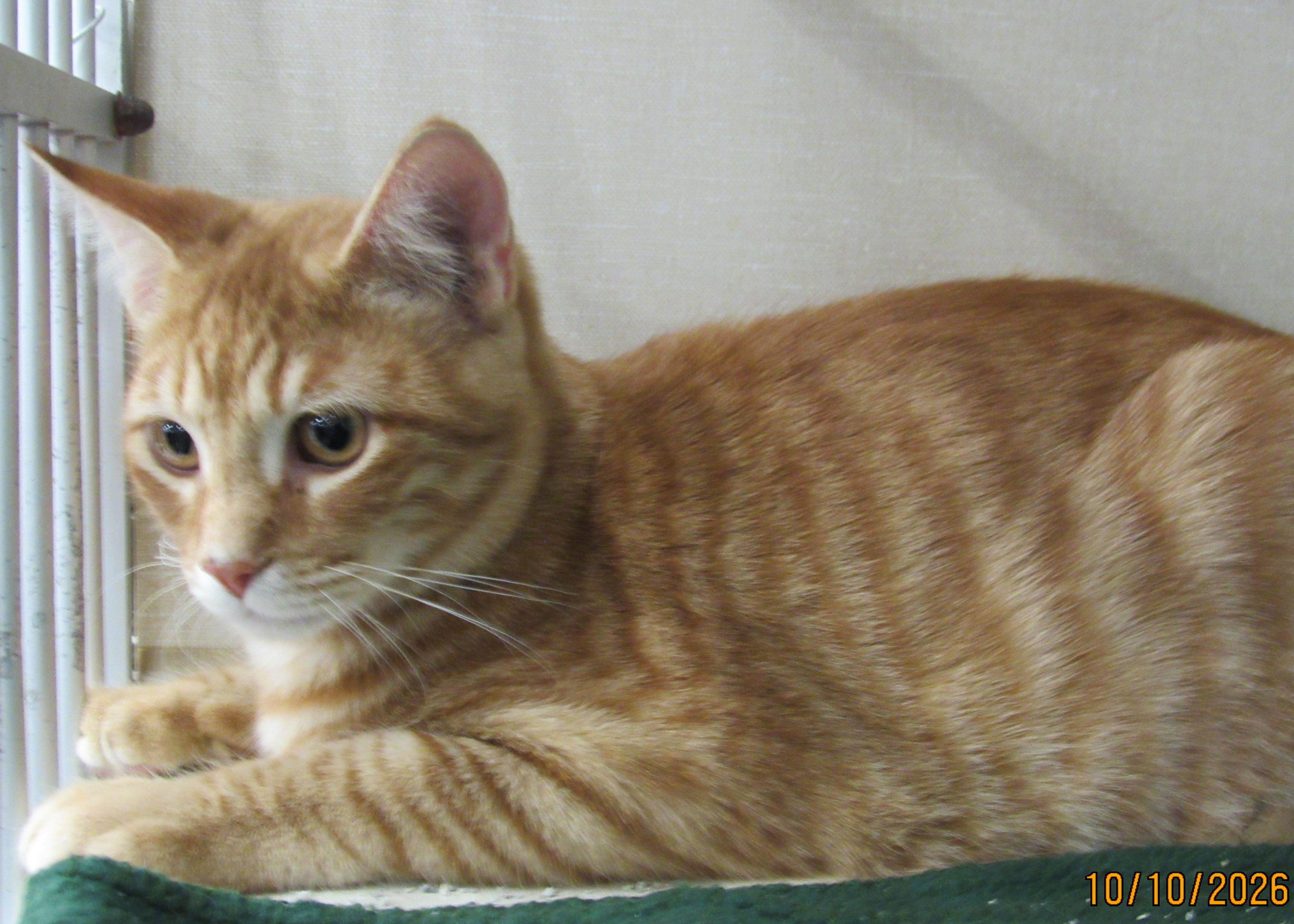 Enlarge Mheetu, a Adoptable mixed breed in Conroe, TX image 3/3