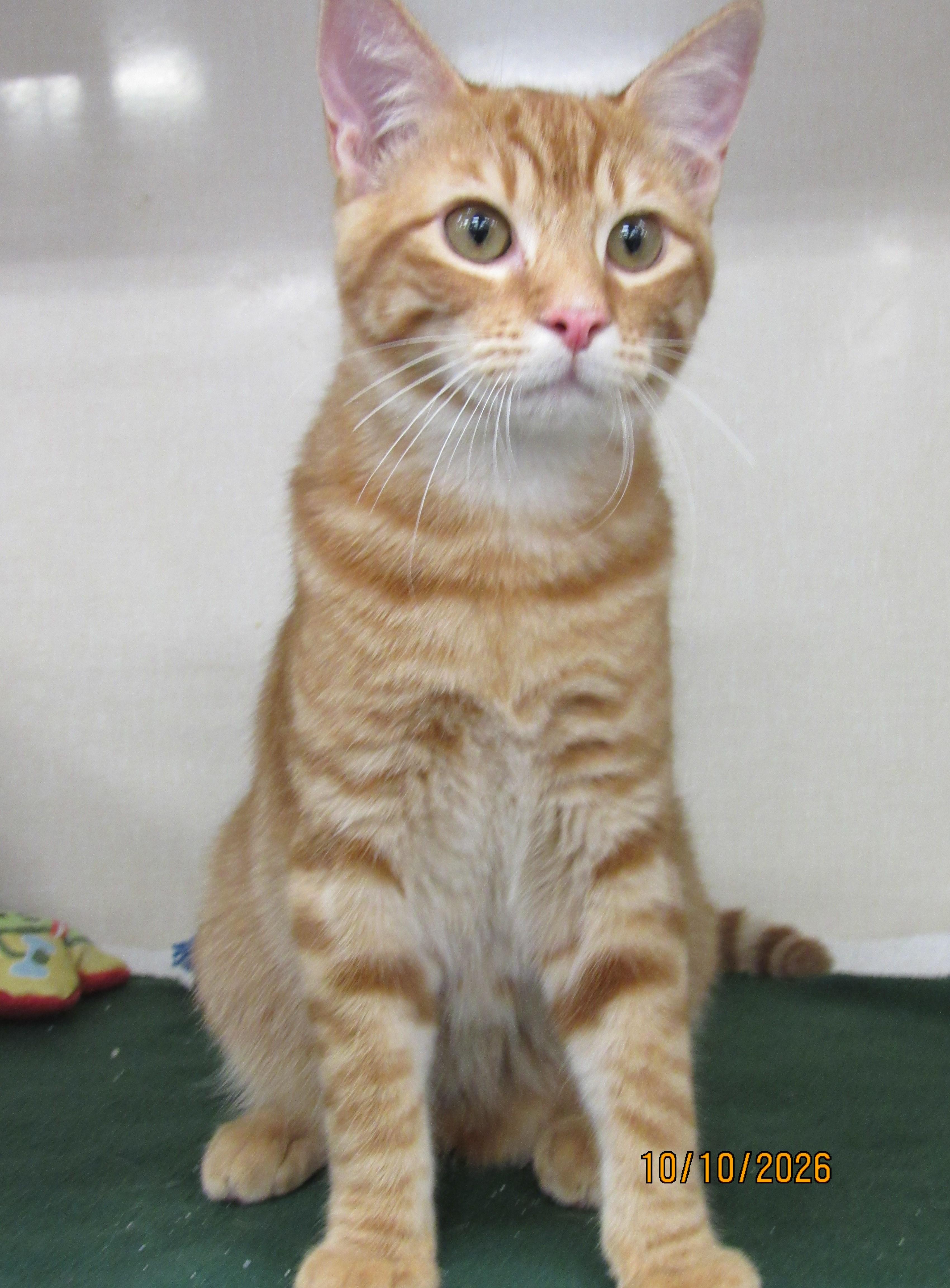 Enlarge Mheetu, a Adoptable mixed breed in Conroe, TX image 2/3
