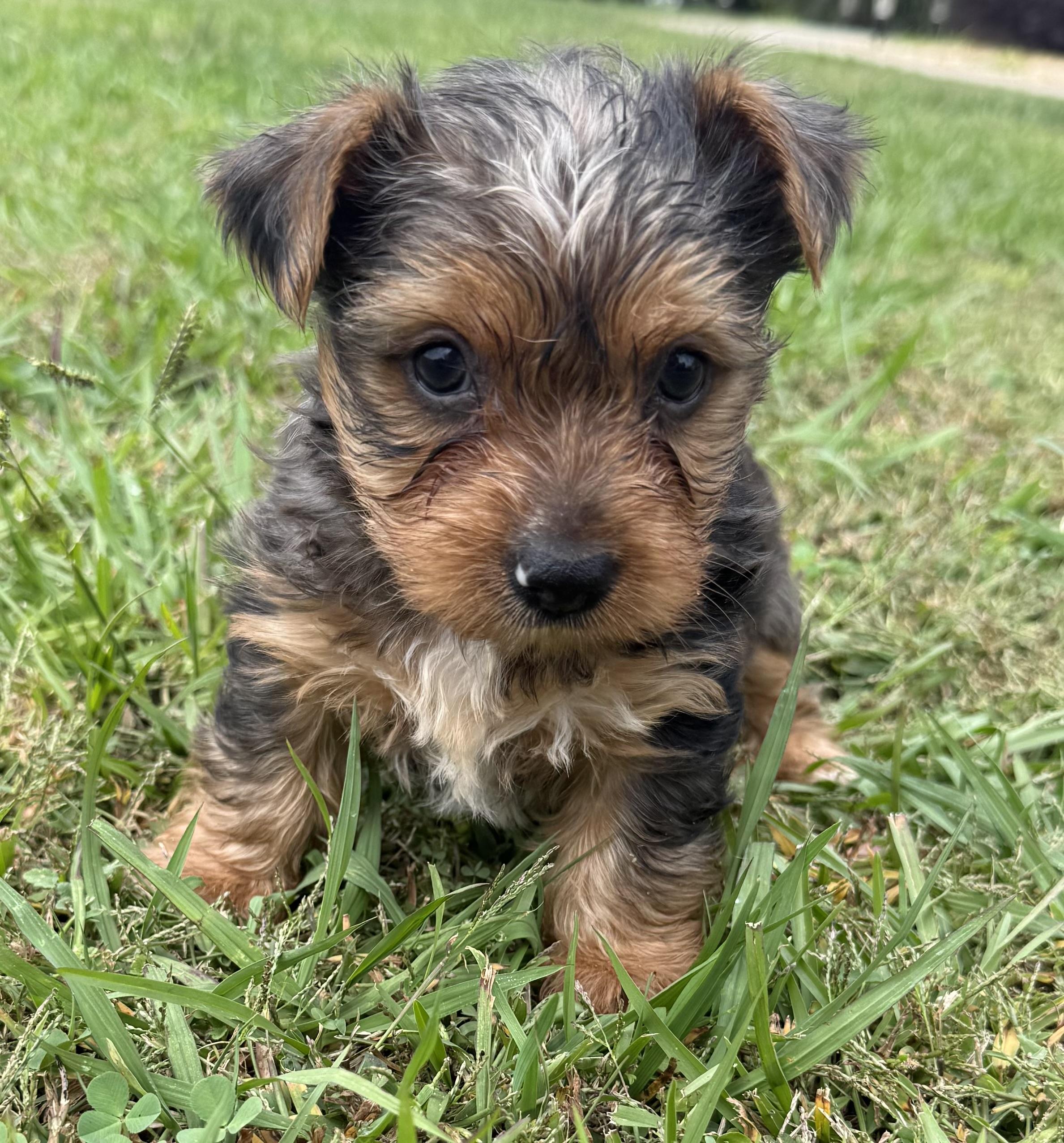 Enlarge Pibble, an adopted mixed breed in Hartselle, AL image 4/4