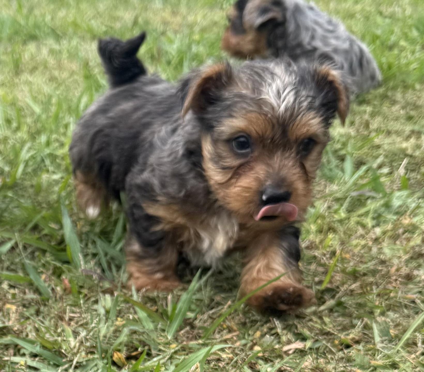Pibble, adopted, Puppy Male Yorkshire Terrier.