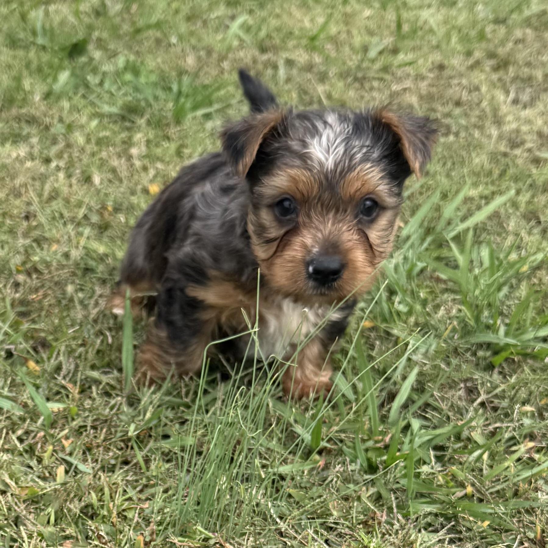 Enlarge Pibble, an adopted mixed breed in Hartselle, AL image 3/4