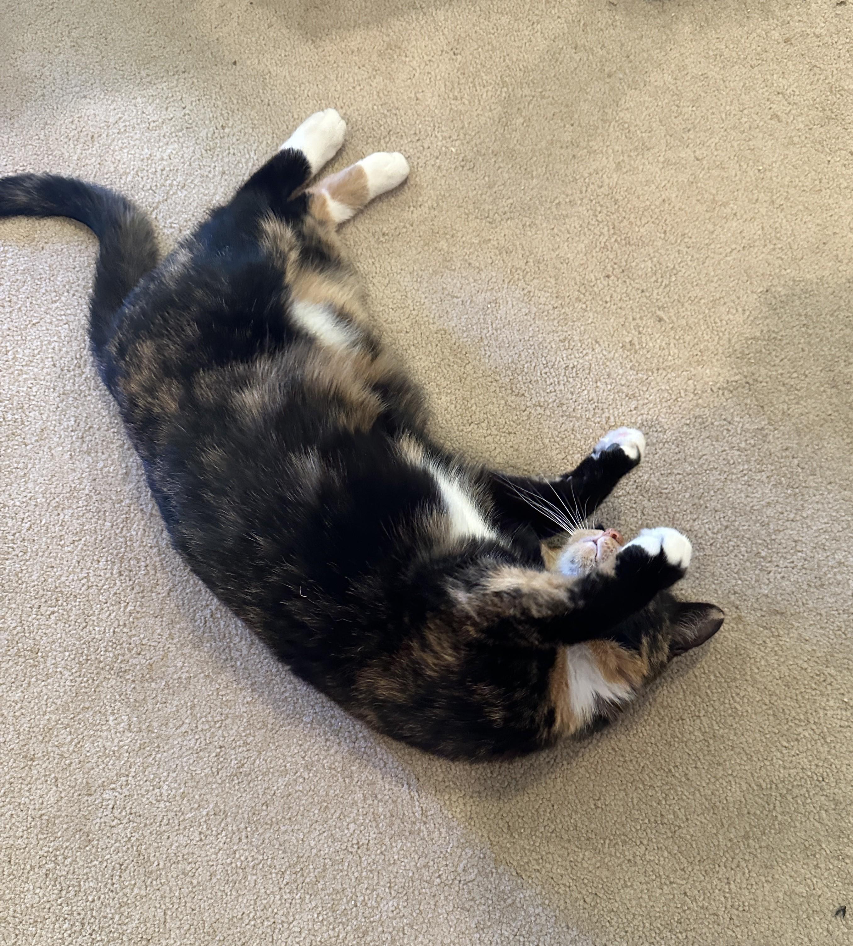 Enlarge Wynter, a Adoptable Domestic Short Hair in Leesburg, VA image 1/3