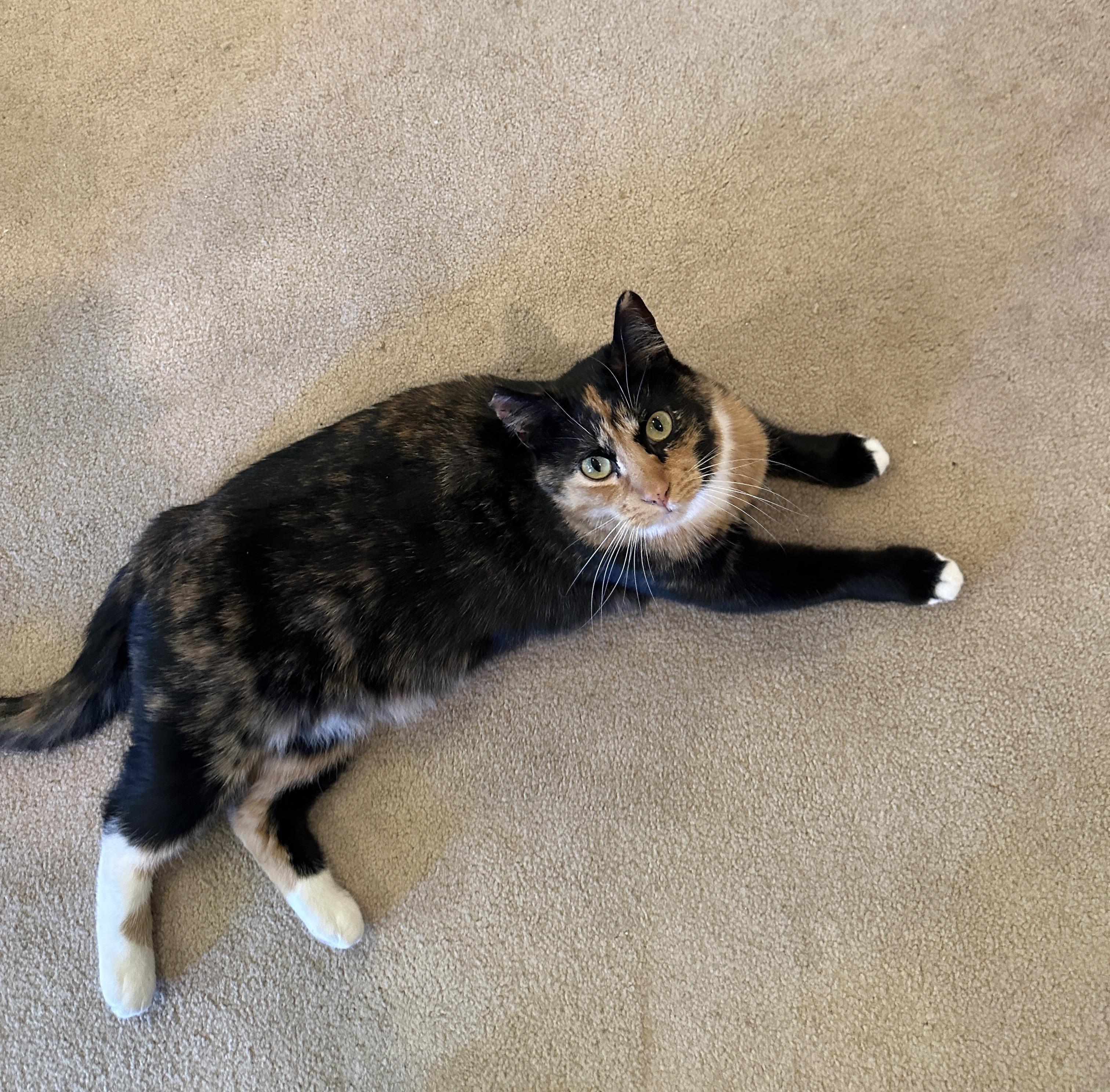 Enlarge Wynter, a Adoptable Domestic Short Hair in Leesburg, VA image 2/3