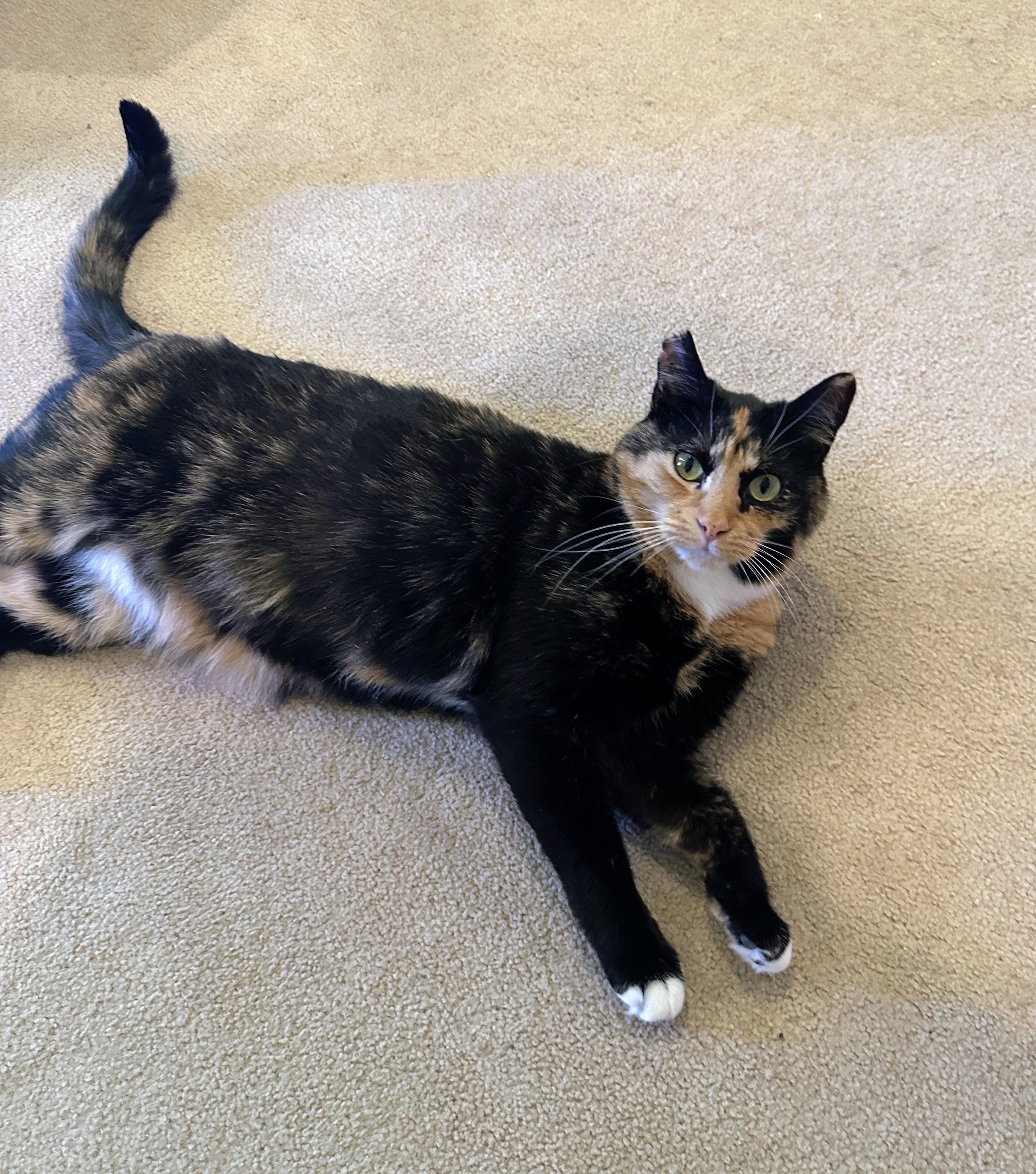 Enlarge Wynter, a Adoptable Domestic Short Hair in Leesburg, VA image 3/3