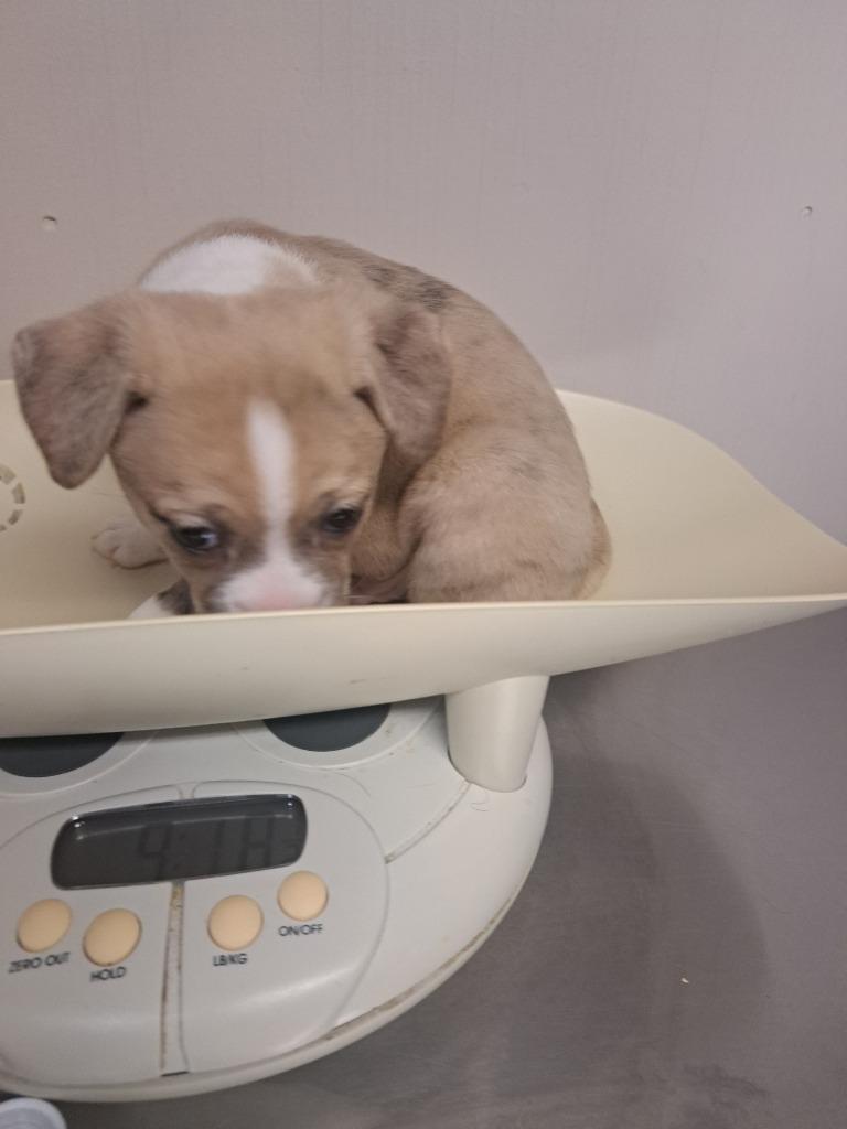 Will, Adoptable, Puppy Male Pug & Mixed Breed.