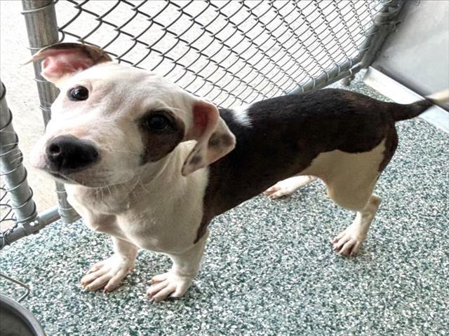 AUDREY, Adoptable, Young Female Treeing Walker Coonhound & Mixed Breed.