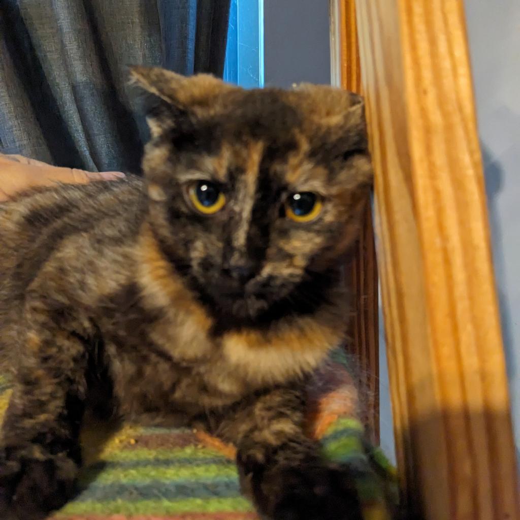 Baikal, a Adoptable Domestic Short Hair in Greenwood, MO image 1/6