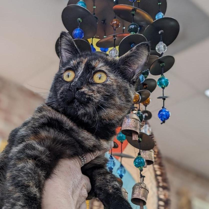 Baikal, Adoptable, Adult Female Domestic Short Hair.