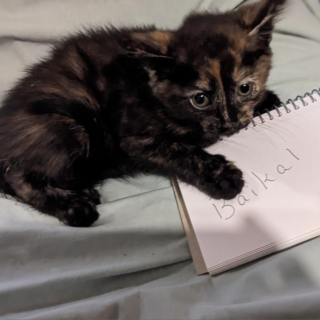 Enlarge Baikal, a Adoptable Domestic Short Hair in Greenwood, MO image 2/6