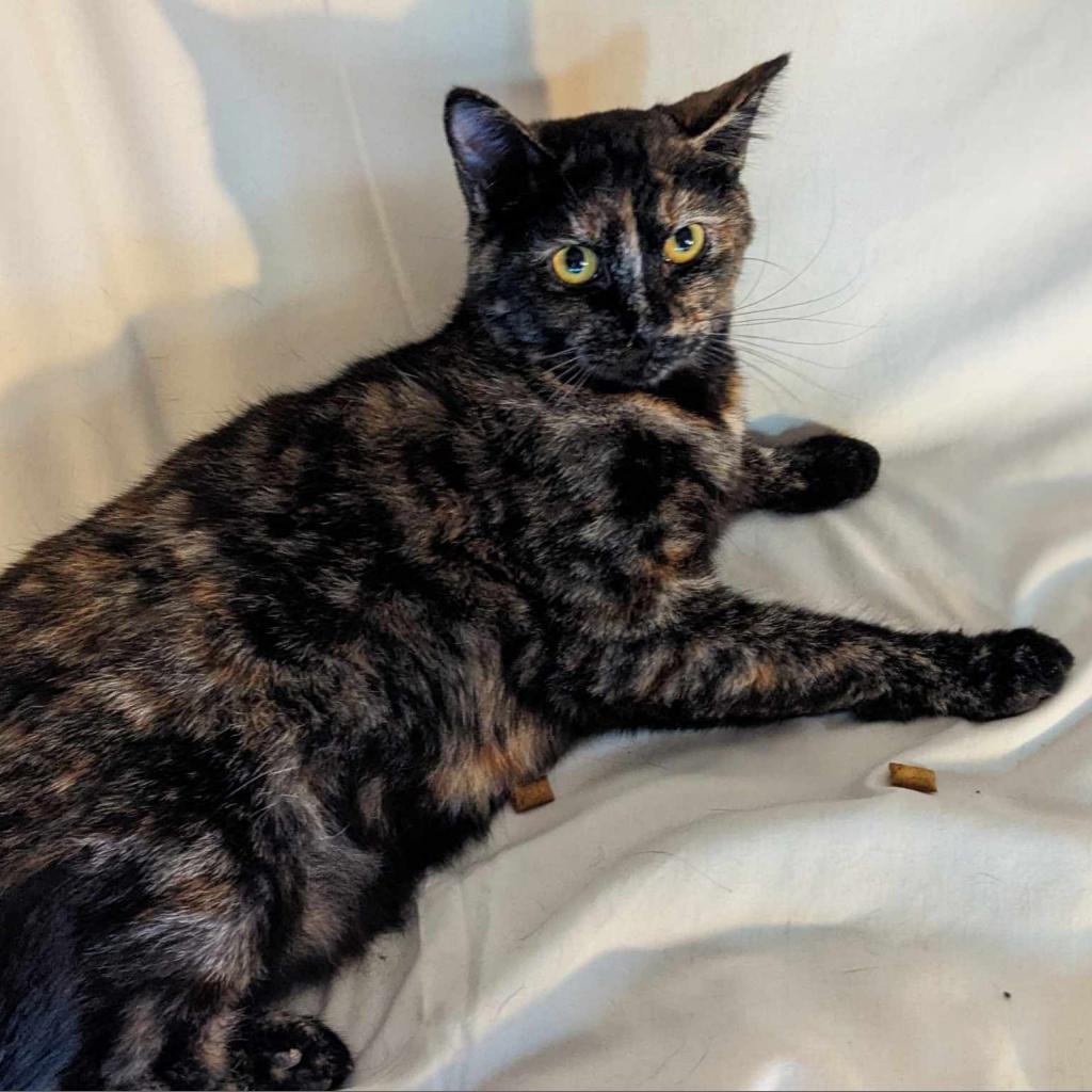 Baikal, a Adoptable Domestic Short Hair in Greenwood, MO image 4/6