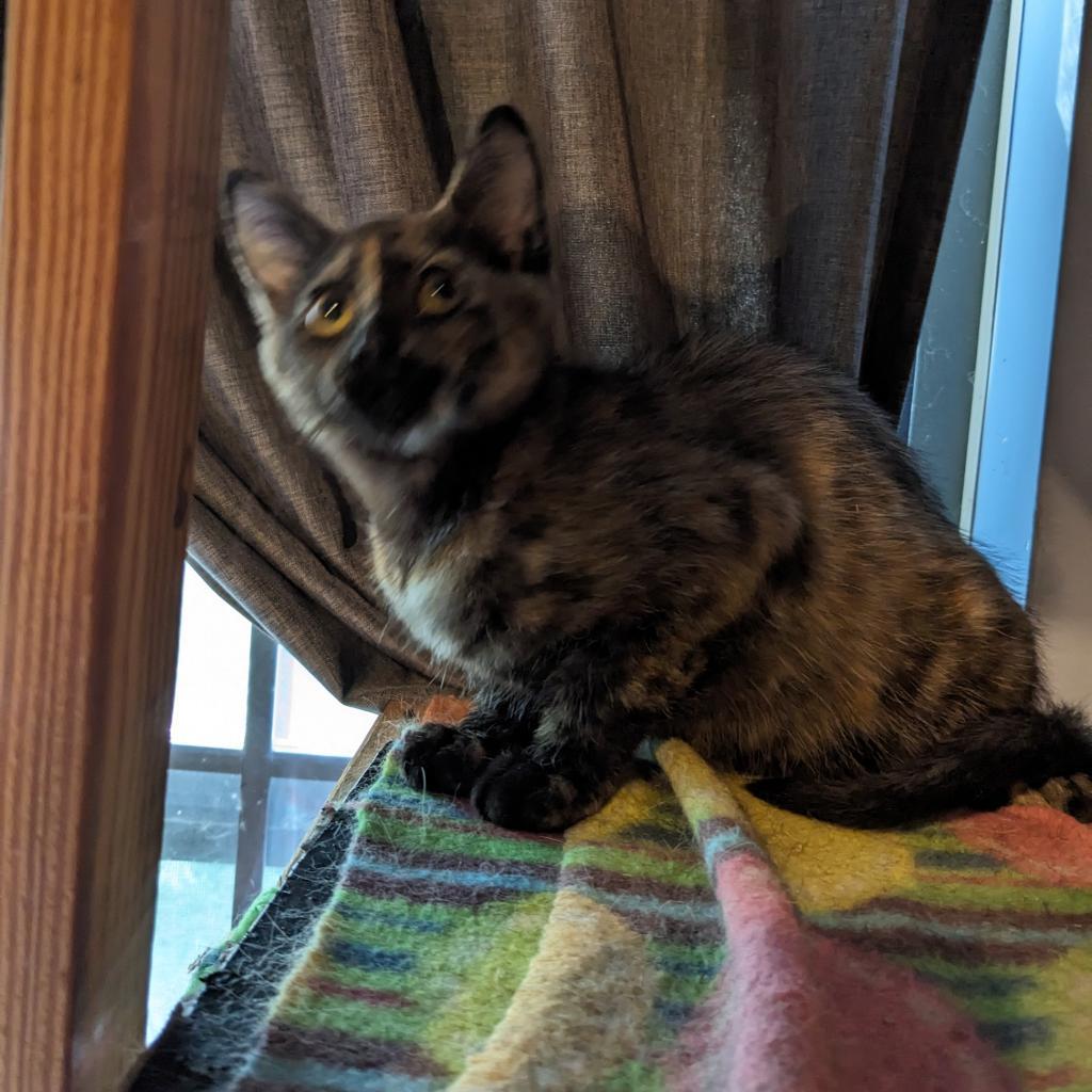 Baikal, a Adoptable Domestic Short Hair in Greenwood, MO image 2/6