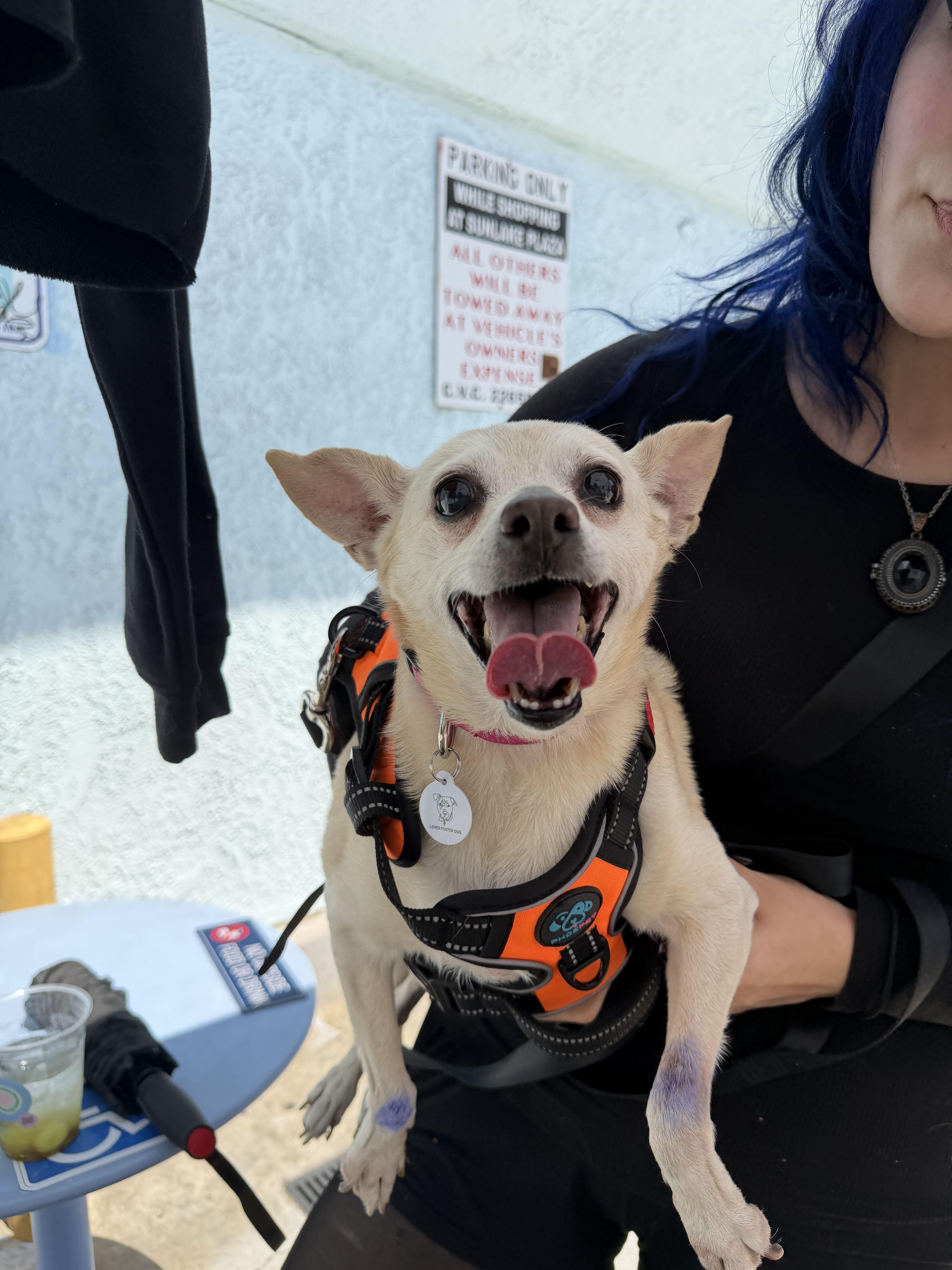 Enlarge Renee, a Adoptable mixed breed in West Hollywood, CA image 5/6