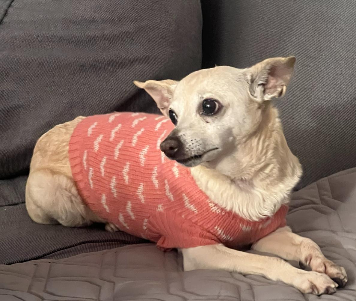 Renee, a ADOPTABLE mixed breed in West Hollywood, CA image 3/3