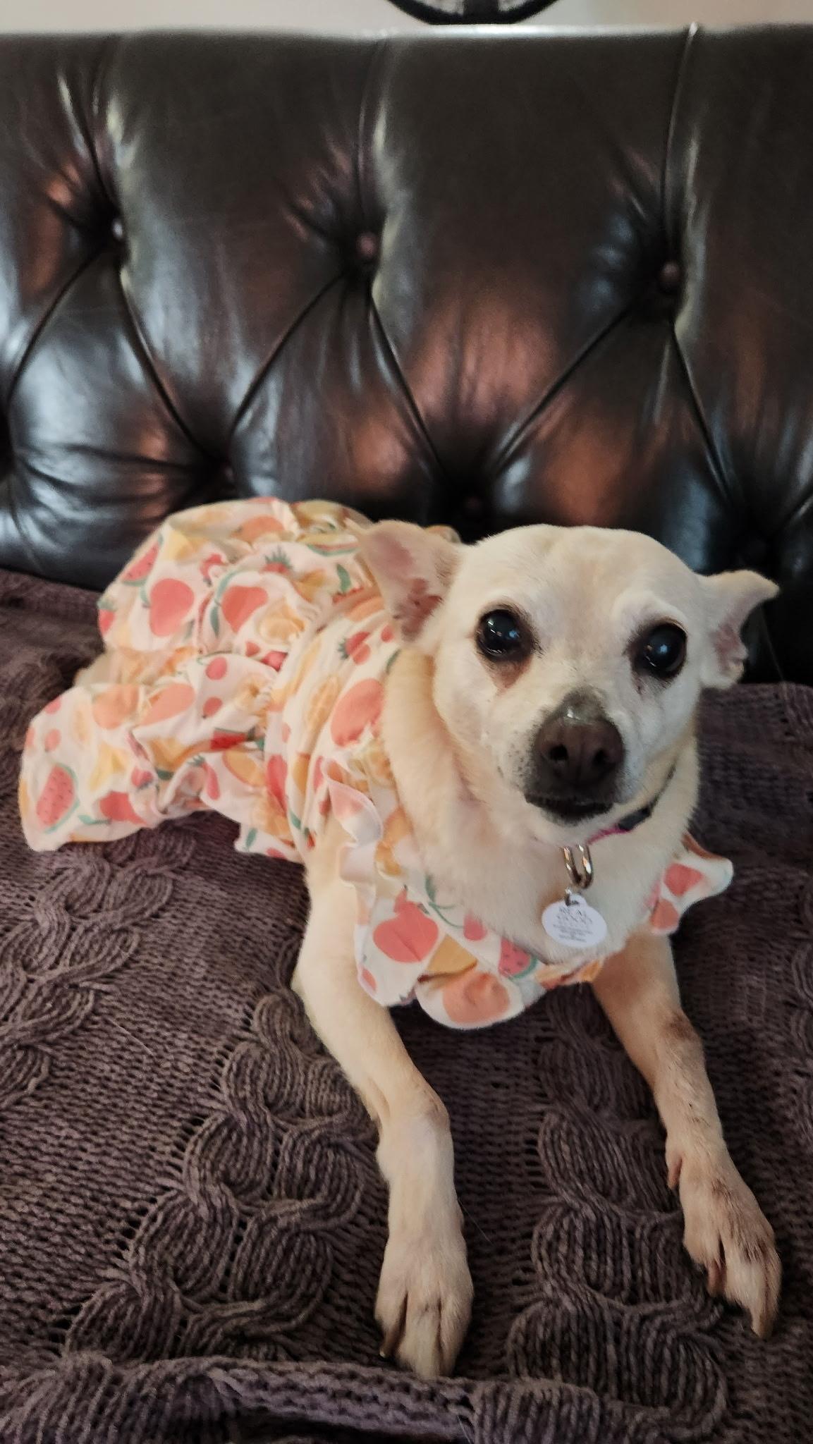 Enlarge Renee, a Adoptable mixed breed in West Hollywood, CA image 6/6