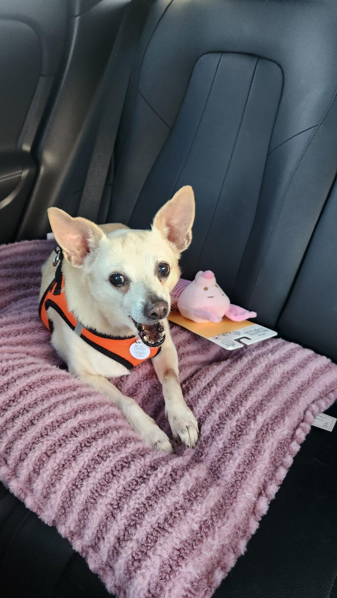 Enlarge Renee, a Adoptable mixed breed in West Hollywood, CA image 1/6
