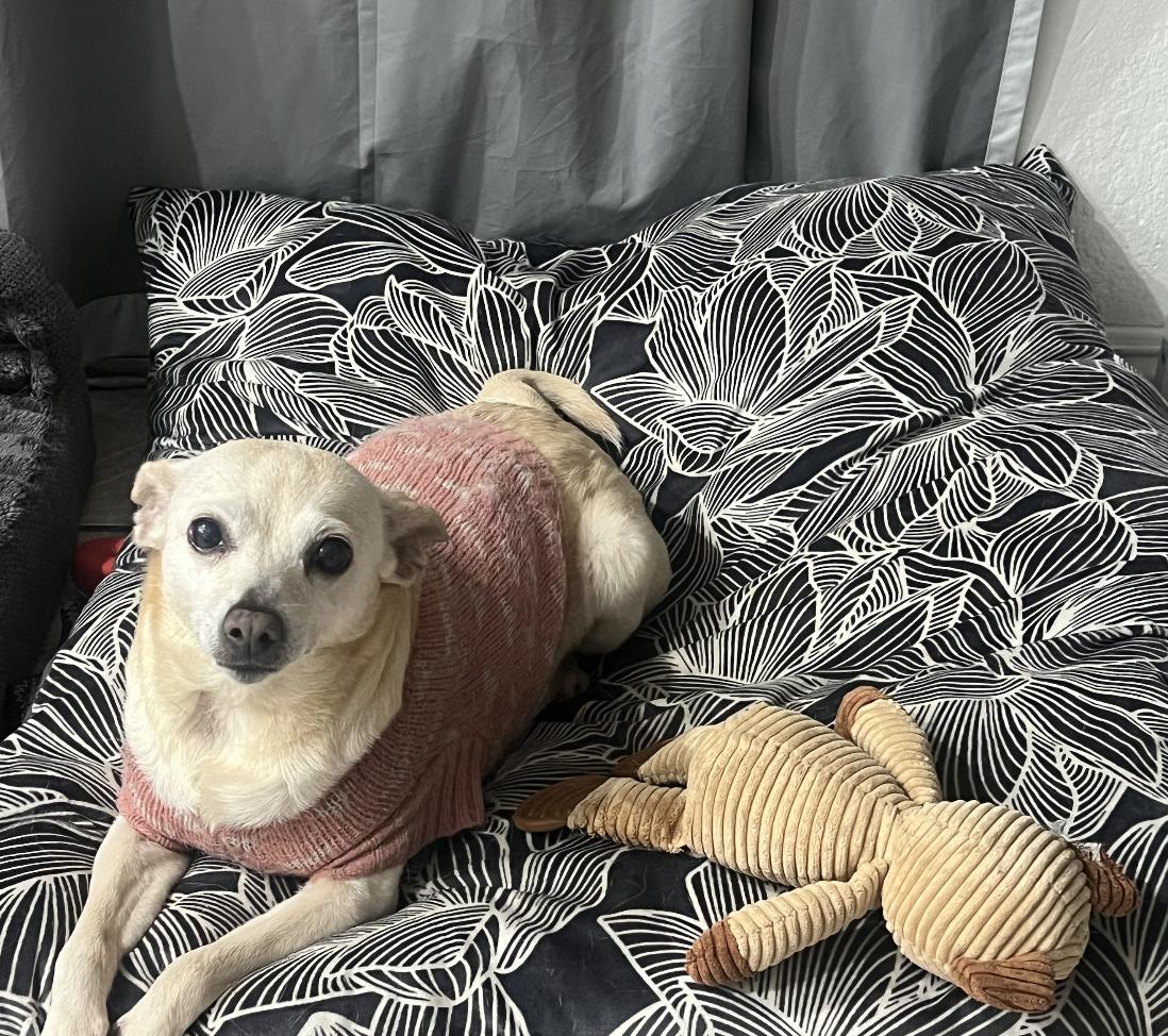 Renee, ADOPTABLE, Senior Female Chihuahua.