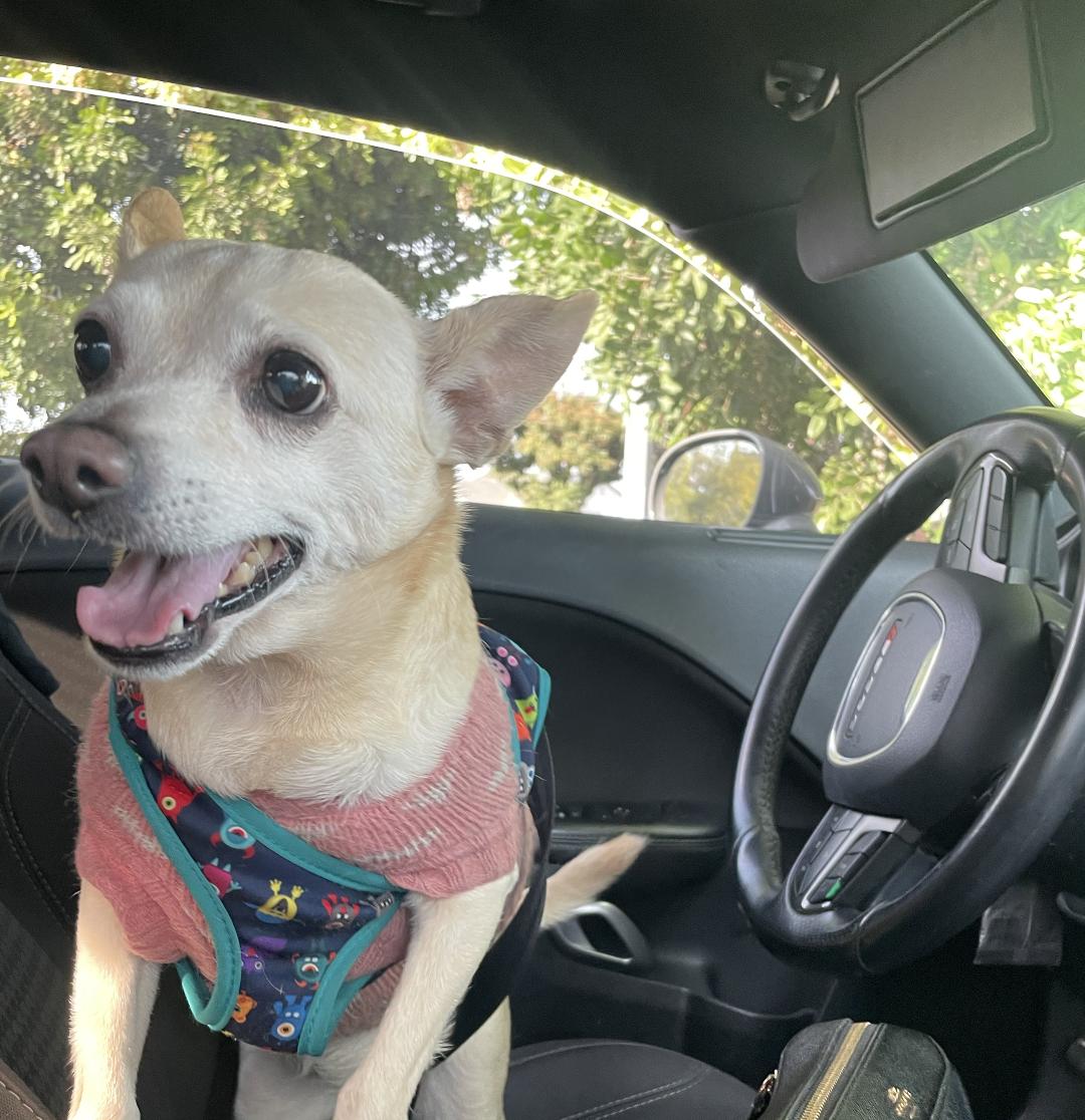 Renee, a ADOPTABLE mixed breed in West Hollywood, CA image 2/3