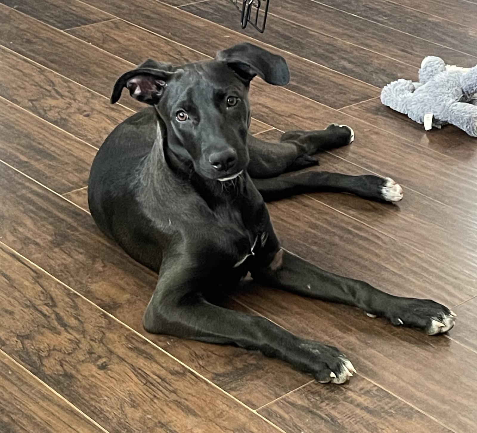 Zoey, Adoptable, Young Female Labrador Retriever.