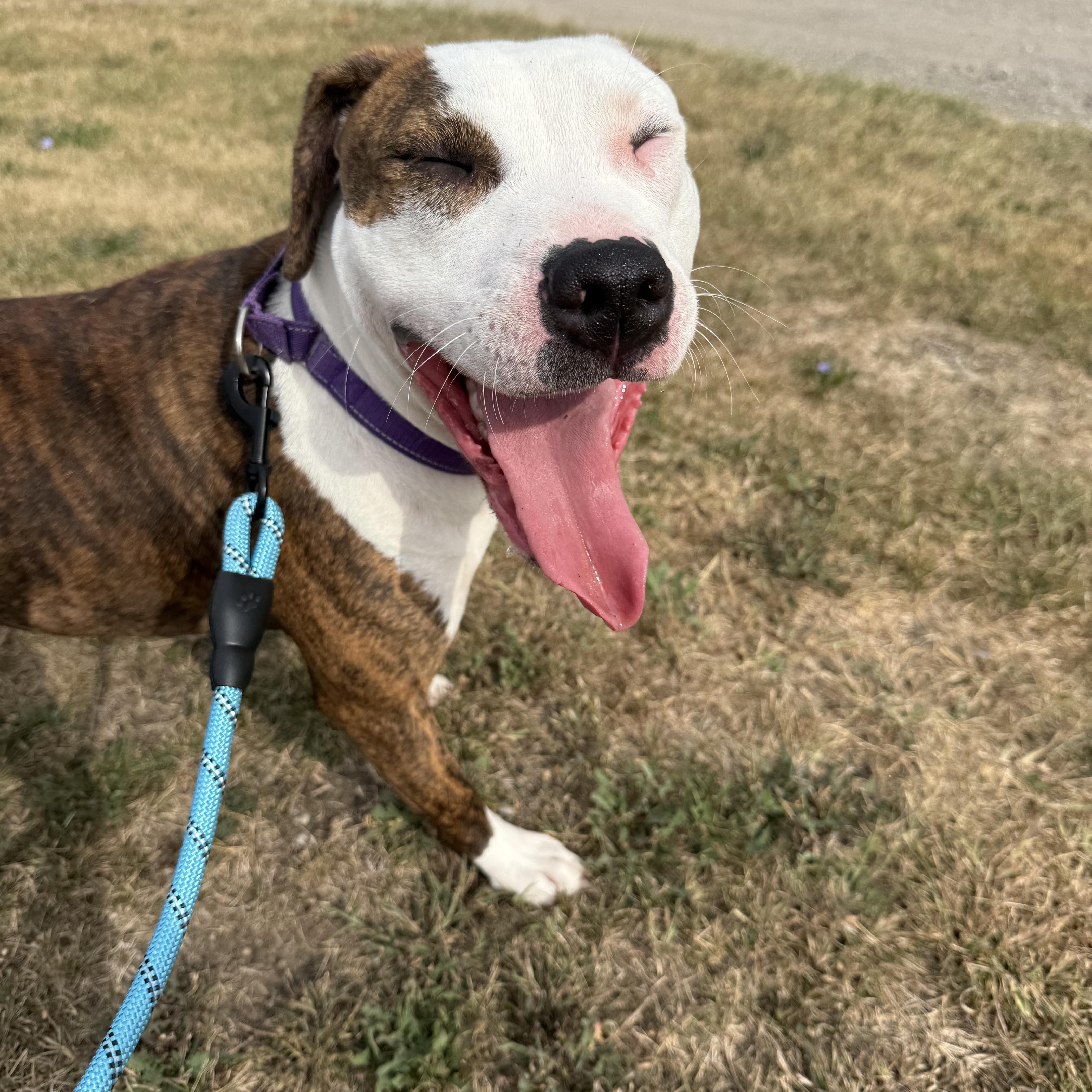 TT Tilly, a Adoptable mixed breed in Tuscola, IL image 1/4