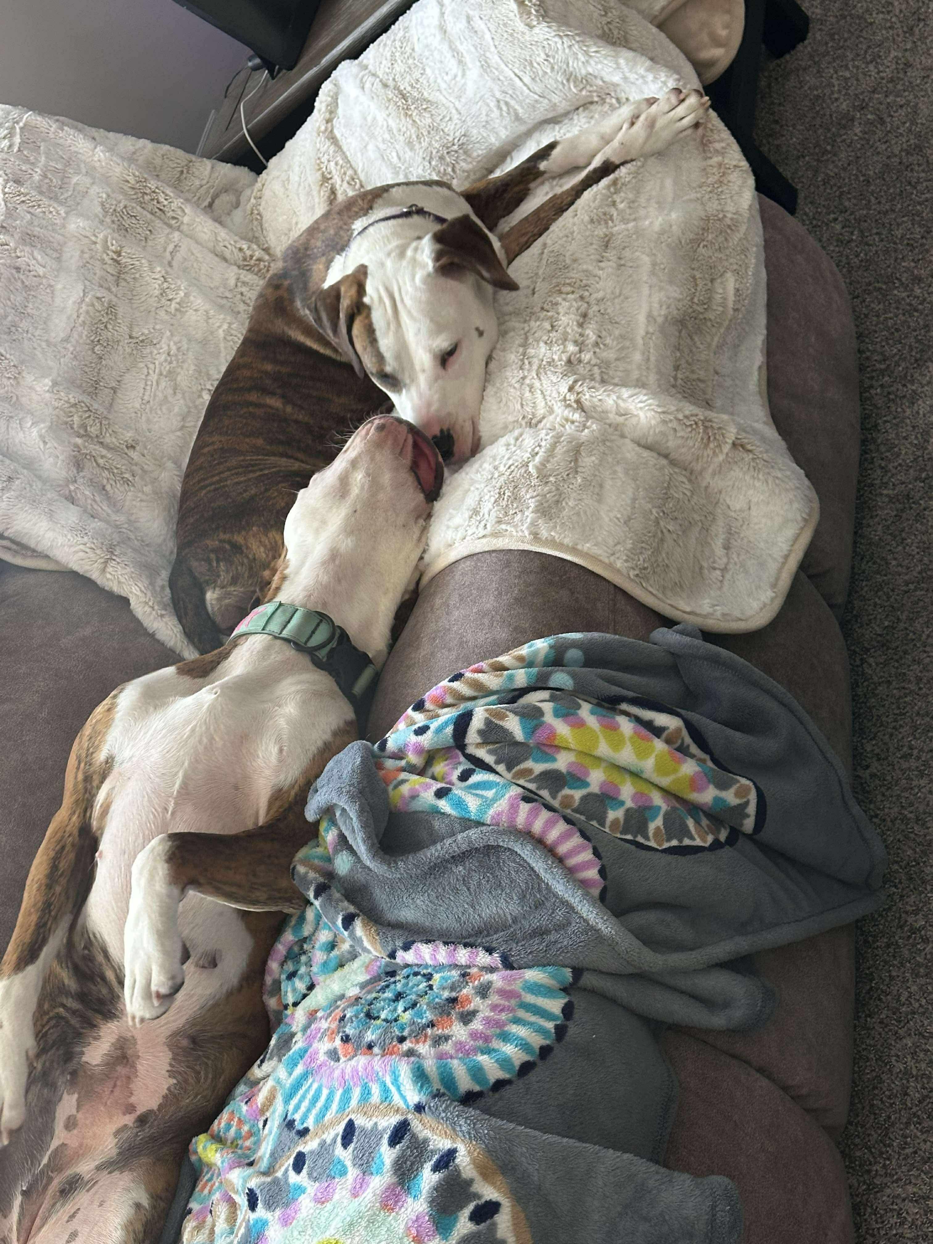 TT Tilly, a Adoptable mixed breed in Tuscola, IL image 3/4