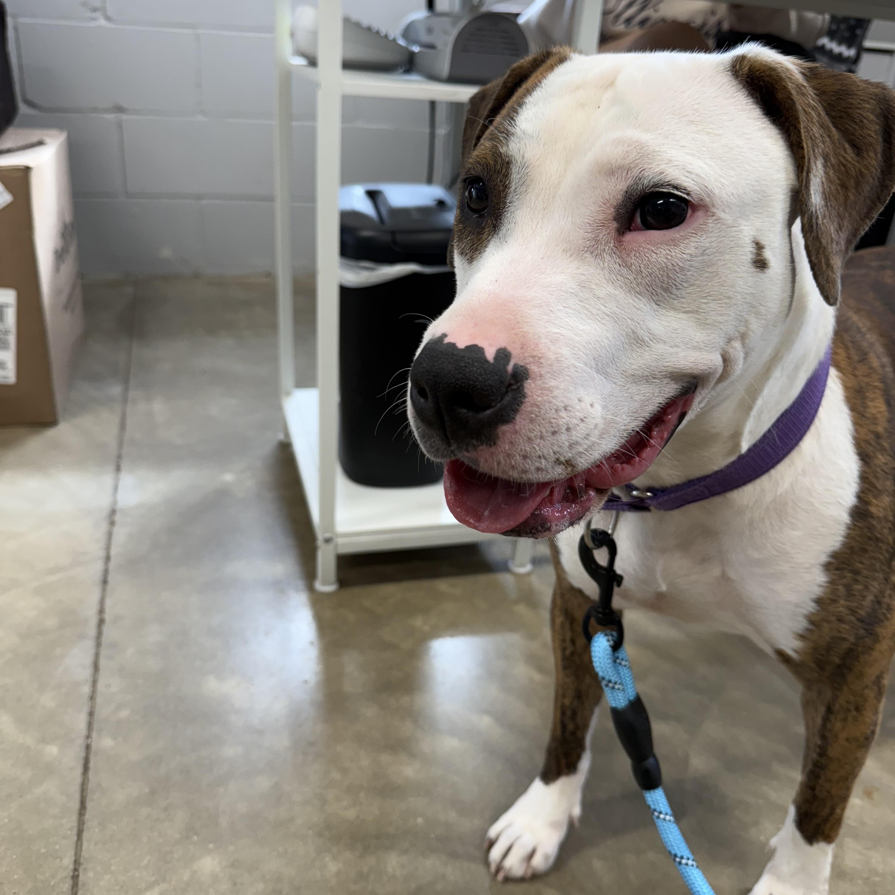 TT Tilly, a Adoptable mixed breed in Tuscola, IL image 4/4