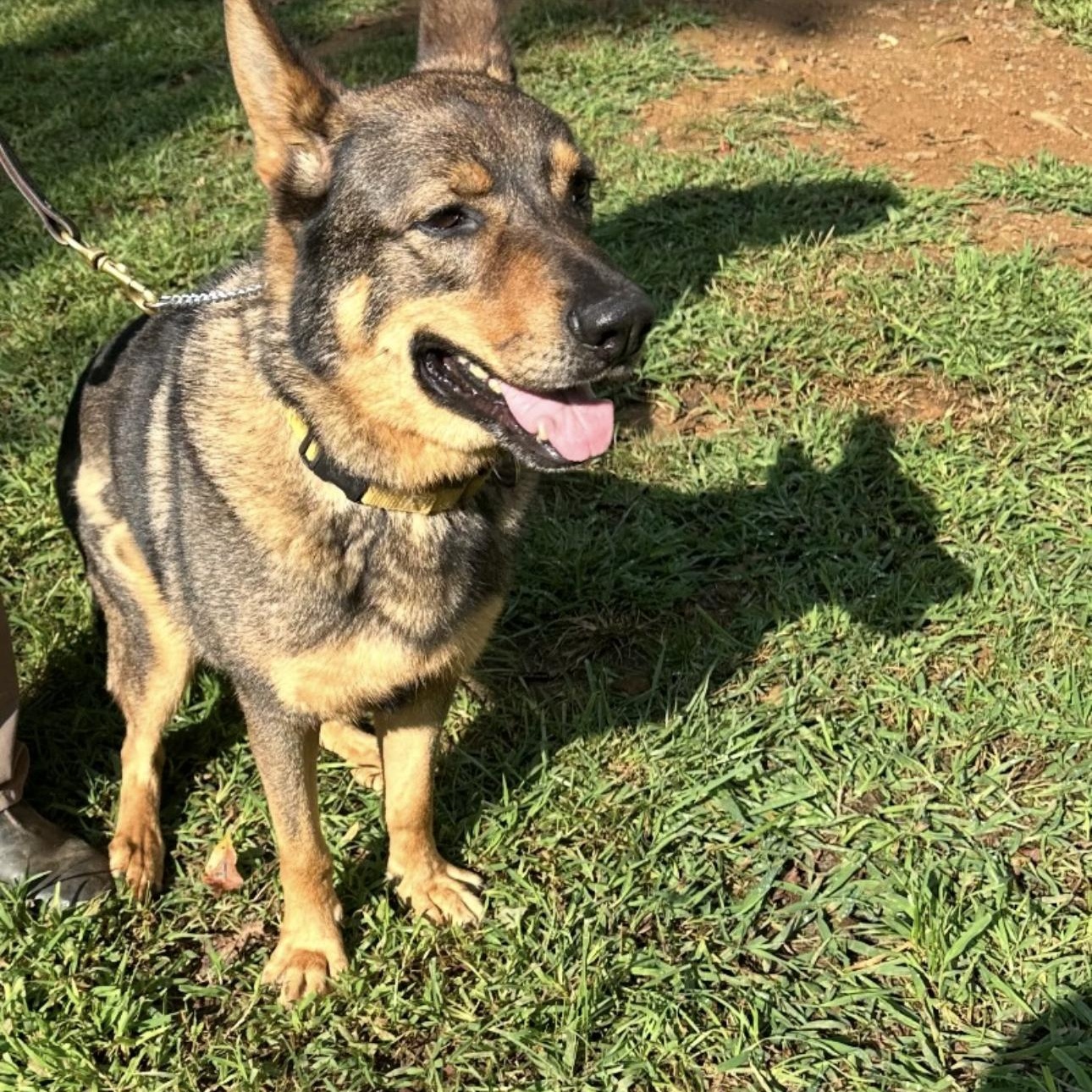 Josh, Adoptable, Adult Male German Shepherd Dog.