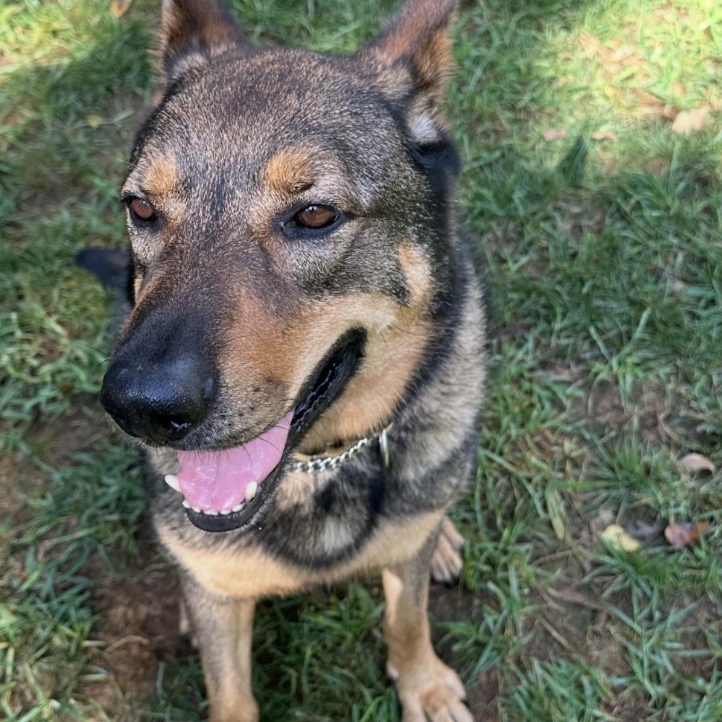 Josh, a Adoptable German Shepherd Dog in CUMMING, GA image 2/3