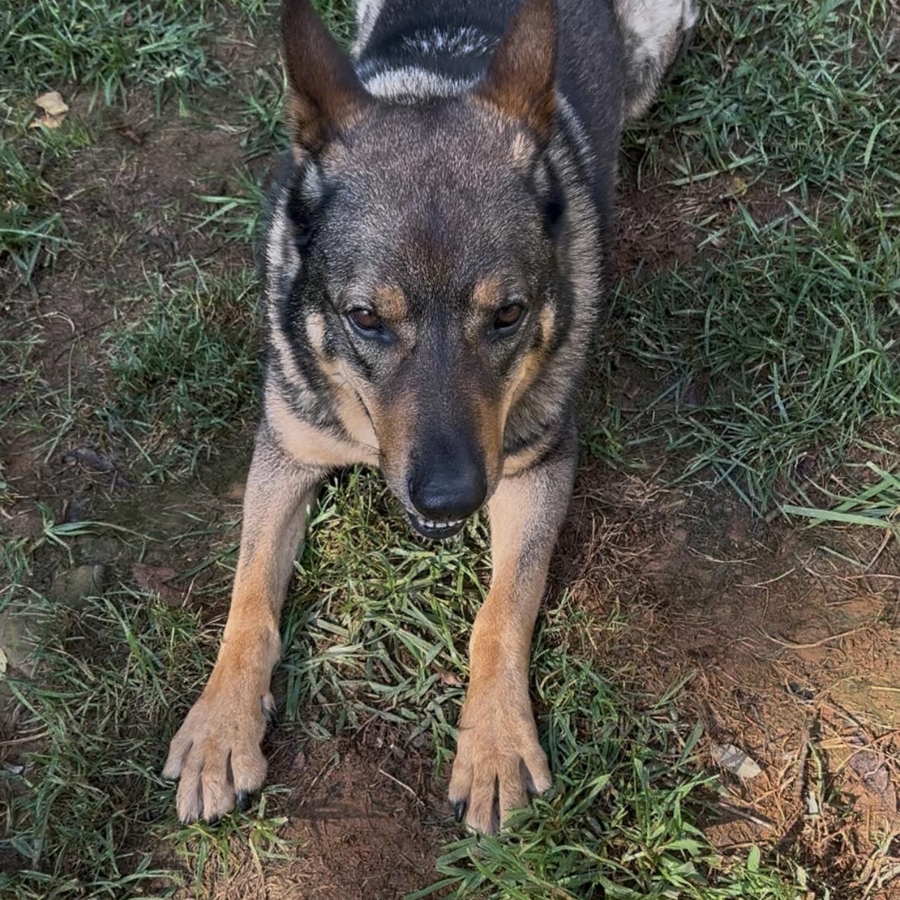 Josh, a Adoptable German Shepherd Dog in CUMMING, GA image 3/3
