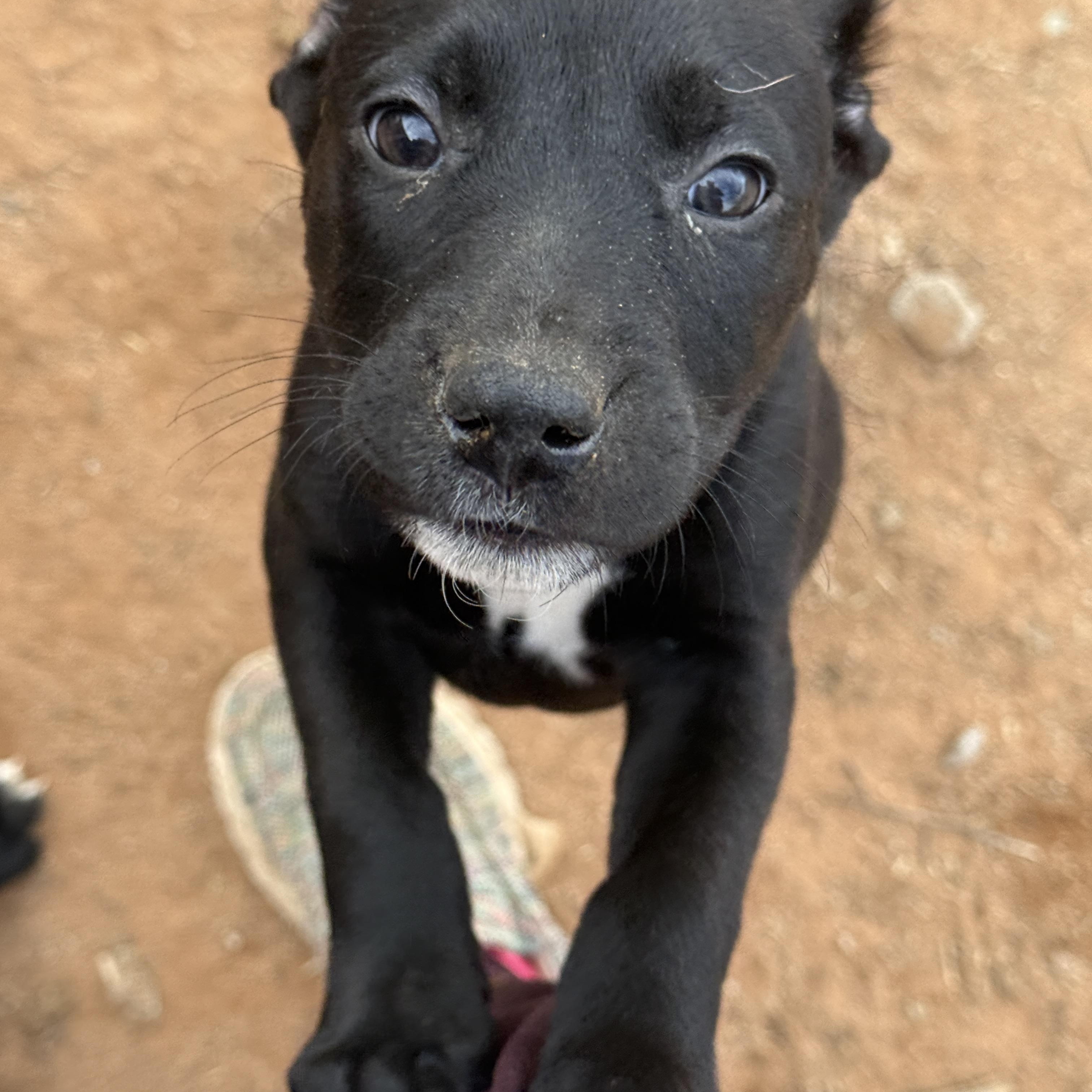 Kansas (The Munchkin Litter), Adoptable, Puppy Female Dutch Shepherd & Labrador Retriever.