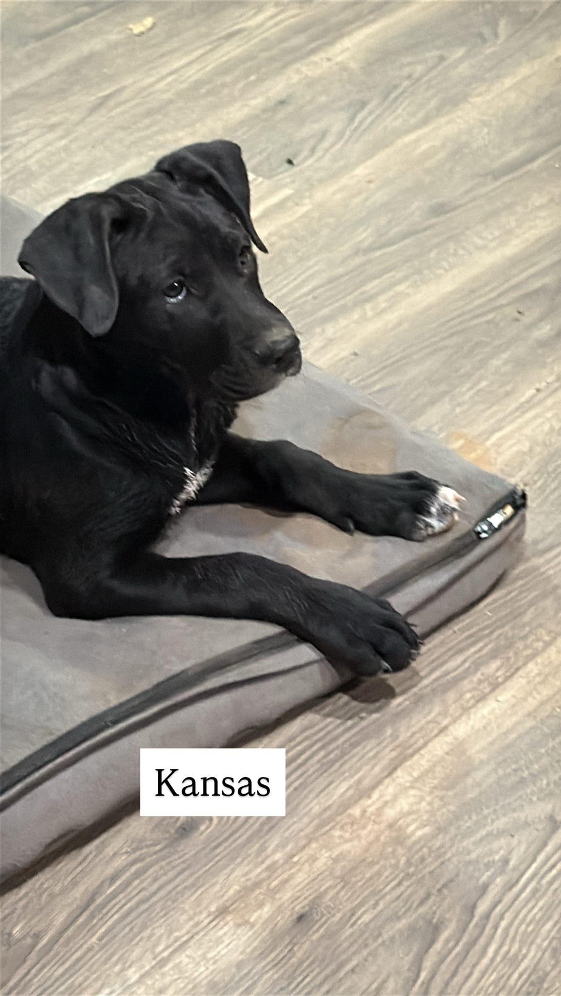 Enlarge Kansas (The Munchkin Litter), a Adoptable mixed breed in Tucson, AZ image 2/2