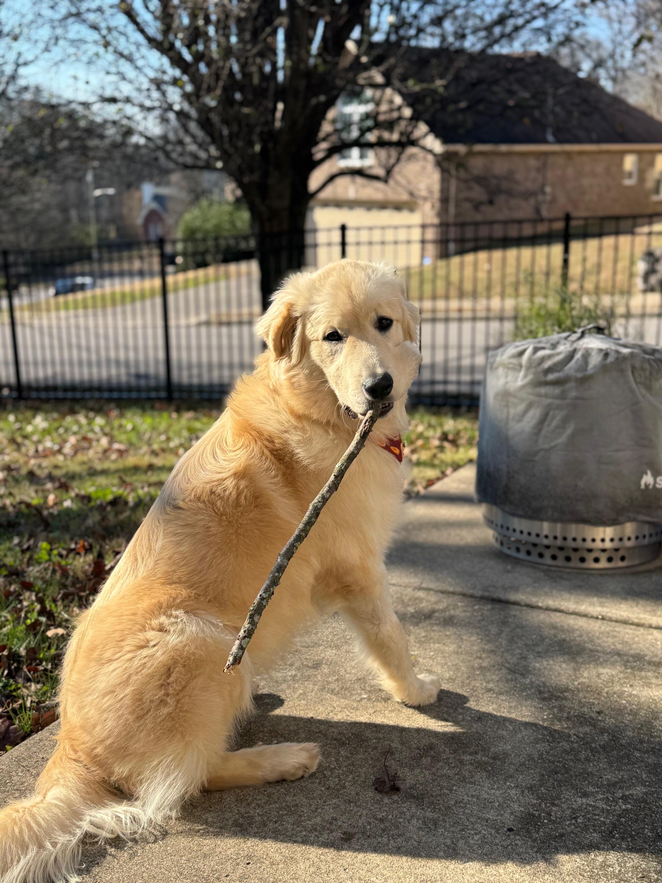 Enlarge George, an adopted Great Pyrenees in Greensboro, NC image 1/4