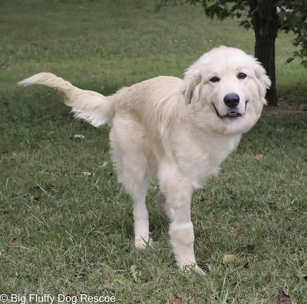 Enlarge George, an adopted Great Pyrenees in Greensboro, NC image 2/4