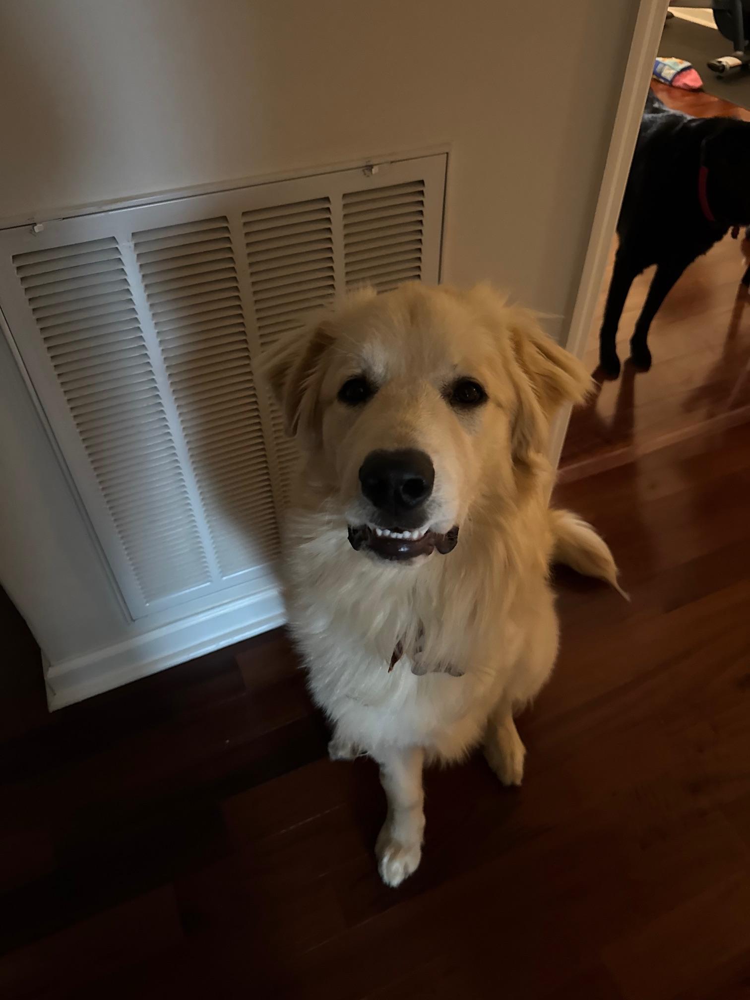 Enlarge George, an adopted Great Pyrenees in Greensboro, NC image 4/4