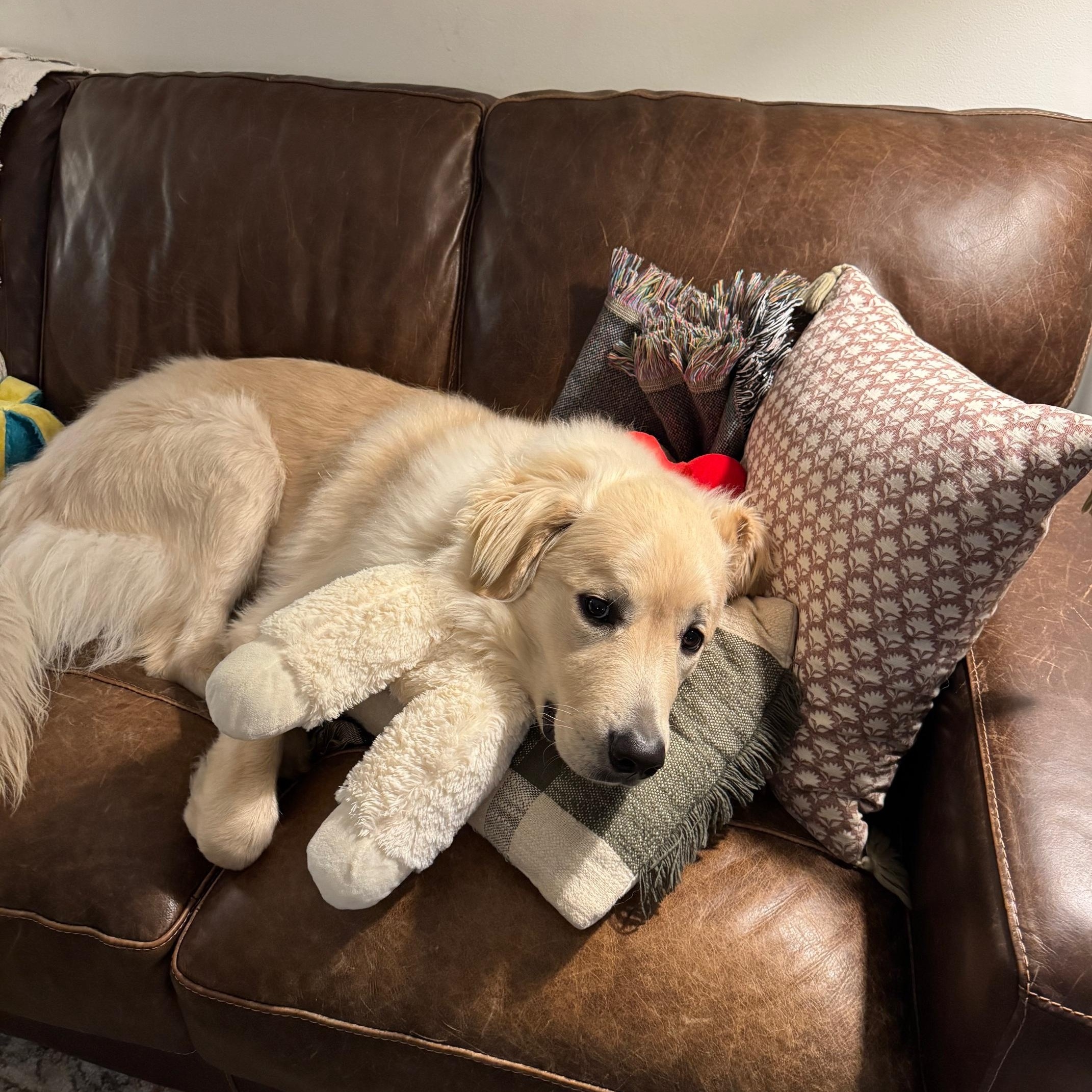 Enlarge George, an adopted Great Pyrenees in Greensboro, NC image 3/4
