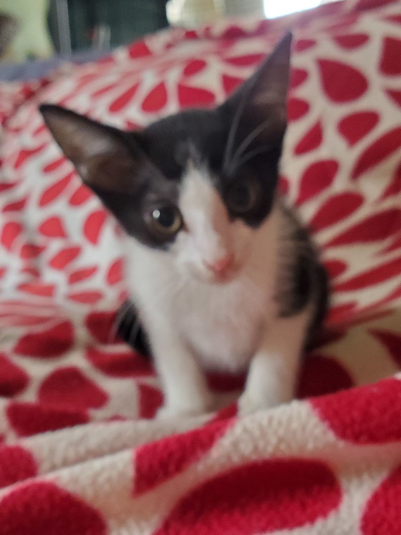 Caoimhe, Adoptable, Adult Female Domestic Short Hair.