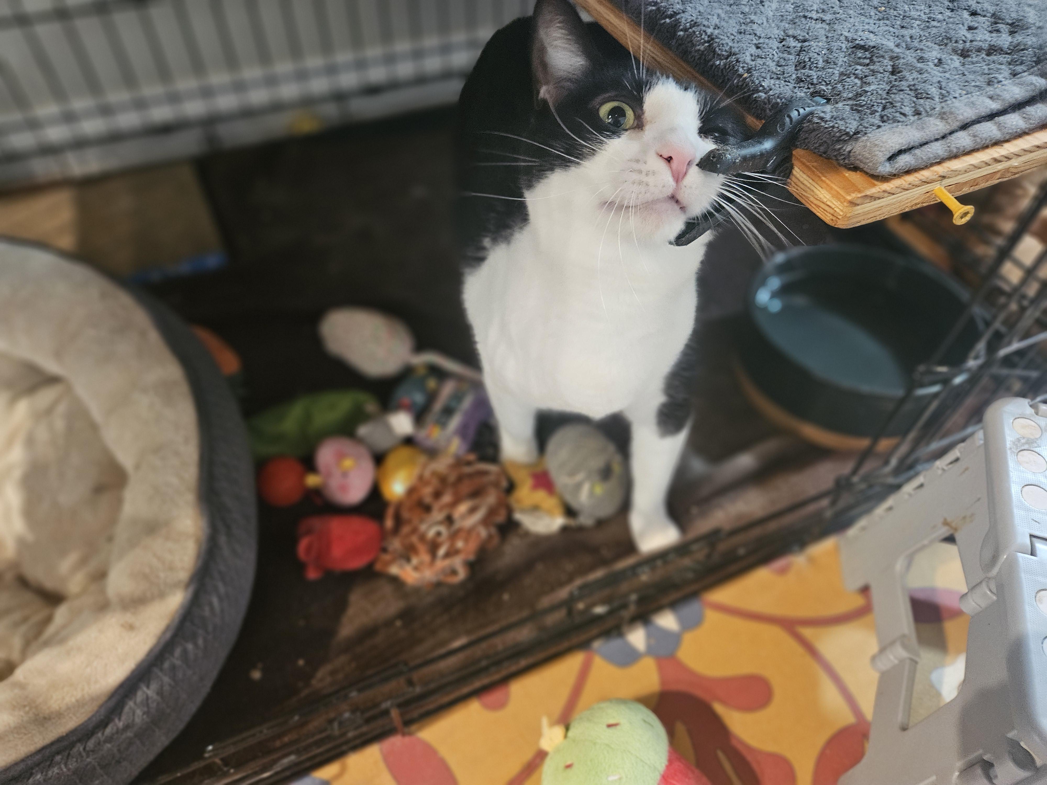 Caoimhe, a Adoptable mixed breed in Pasadena, CA image 2/4